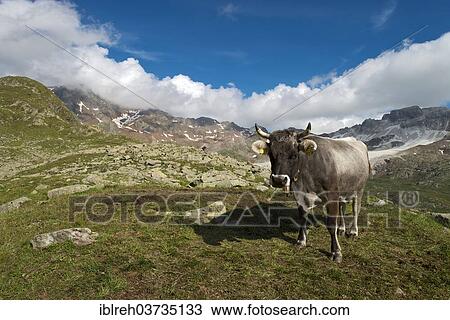 "Tyrolean Grey Cattle on the Timmelsalm alpine pasture, Stubai Alps, Tyrol, Austria, Europe" View Large Photo Image Stock Image - "Tyrolean Grey Cattle on the Timmelsalm alpine pasture, Stubai Alps, Tyrol, Austria, Europe". Fotosearch