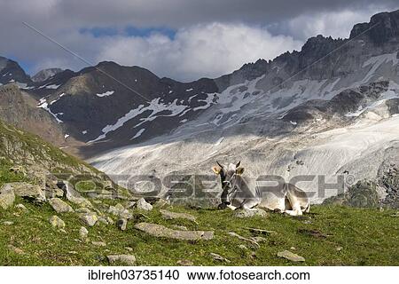 "Tyrolean Grey Cattle on the Timmelsalm alpine pasture, Stubai Alps, Tyrol, Austria, Europe" View Large Photo Image Stock Image - "Tyrolean Grey Cattle on the Timmelsalm alpine pasture, Stubai Alps, Tyrol, Austria, Europe". Fotosearch