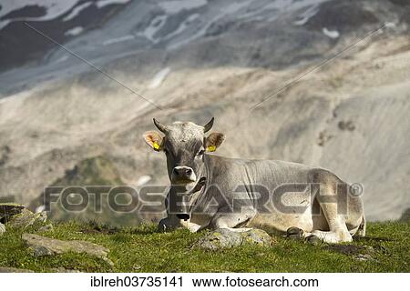 "Tyrolean Grey Cattle on the Timmelsalm alpine pasture, Stubai Alps, Tyrol, Austria, Europe" View Large Photo Image Stock Image - "Tyrolean Grey Cattle on the Timmelsalm alpine pasture, Stubai Alps, Tyrol, Austria, Europe". Fotosearch