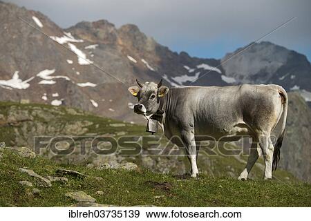 "Tyrolean Grey Cattle on the Timmelsalm alpine pasture, Stubai Alps, Tyrol, Austria, Europe" View Large Photo Image Stock Photo - "Tyrolean Grey Cattle on the Timmelsalm alpine pasture, Stubai Alps, Tyrol, Austria, Europe". Fotosearch