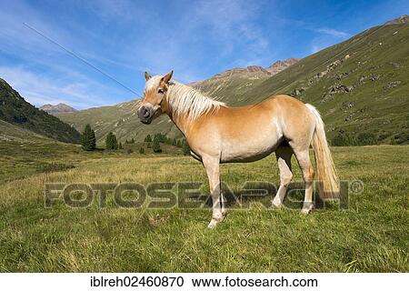 "Tyrolean Haflinger horse, Rofental Valley, Vent, Oetztal Alps, Tyrol, Austria, Europe" View Large Photo Image Stock Image - "Tyrolean Haflinger horse, Rofental Valley, Vent, Oetztal Alps, Tyrol, Austria, Europe". Fotosearch