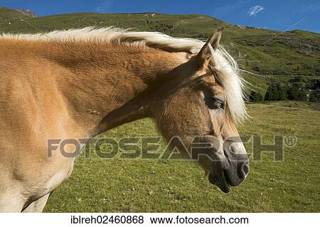 "Tyrolean Haflinger horse, Rofental Valley, Vent, Oetztal Alps, Tyrol, Austria, Europe" View Large Photo Image Stock Photo - "Tyrolean Haflinger horse, Rofental Valley, Vent, Oetztal Alps, Tyrol, Austria, Europe". Fotosearch