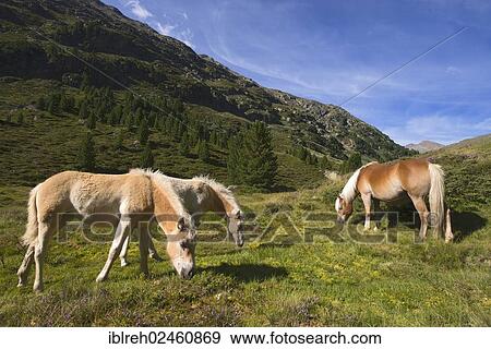 "Tyrolean Haflinger horses, Rofental Valley, Vent, Oetztal Alps, Tyrol, Austria, Europe" View Large Photo Image Stock Photo - "Tyrolean Haflinger horses, Rofental Valley, Vent, Oetztal Alps, Tyrol, Austria, Europe". Fotosearch