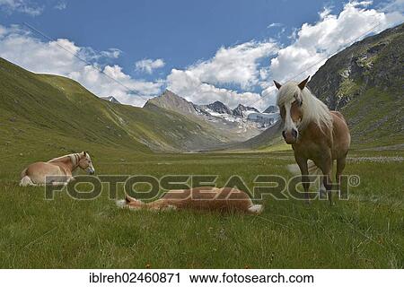 "Tyrolean Haflinger horses, Rotmoostal Valley, Obergurgl, Oetztal Alps, Tyrol, Austria, Europe" View Large Photo Image Stock Image - "Tyrolean Haflinger horses, Rotmoostal Valley, Obergurgl, Oetztal Alps, Tyrol, Austria, Europe". Fotosearch