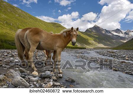 "Tyrolean Haflinger horses, Rotmoostal Valley, Obergurgl, Oetztal Alps, Tyrol, Austria, Europe" View Large Photo Image Stock Image - "Tyrolean Haflinger horses, Rotmoostal Valley, Obergurgl, Oetztal Alps, Tyrol, Austria, Europe". Fotosearch