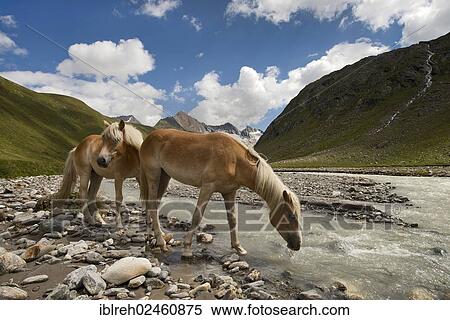 Stock Photography - "Tyrolean Haflinger horses, Rotmoostal Valley, Obergurgl, Oetztal Alps, Tyrol, Austria, Europe". Fotosearch