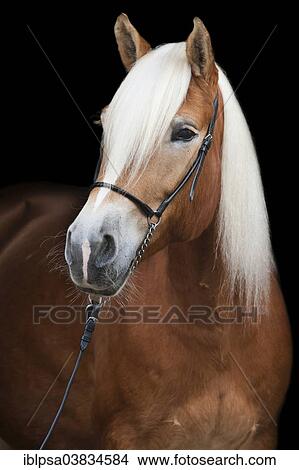 Picture - "Tyrolean Haflinger with a show halter, portrait, mare, blonde sorrel, North Tyrol, Austria, Europe". Fotosearch