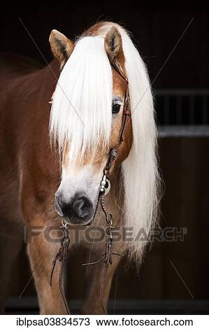 "Tyrolean Haflinger with a western bridle, portrait, mare, blonde sorrel, North Tyrol, Austria, Europe" View Large Photo Image Stock Image - "Tyrolean Haflinger with a western bridle, portrait, mare, blonde sorrel, North Tyrol, Austria, Europe". Fotosearch