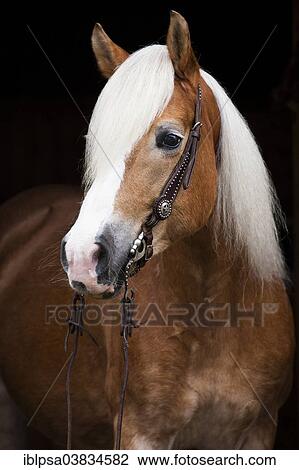 Stock Image - "Tyrolean Haflinger with a western bridle, portrait, mare, blonde sorrel, North Tyrol, Austria, Europe". Fotosearch