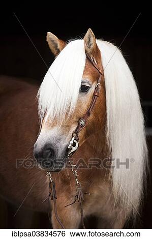 Stock Photograph - "Tyrolean Haflinger with a western bridle, portrait, mare, blonde sorrel, North Tyrol, Austria, Europe". Fotosearch