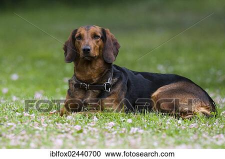 "Tyrolean Hound, hound dog, Tyrol, Austria, Europe" View Large Photo Image Stock Image - "Tyrolean Hound, hound dog, Tyrol, Austria, Europe". Fotosearch