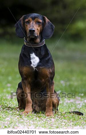 Stock Image - "Tyrolean Hound, hound dog, Tyrol, Austria, Europe". Fotosearch