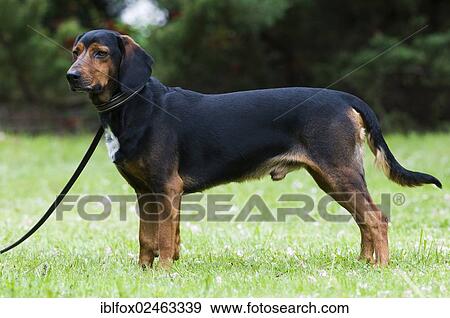 Stock Photo - "Tyrolean Hound, hound dog, Tyrol, Austria, Europe". Fotosearch