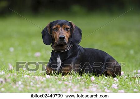"Tyrolean hound or Tiroler Bracke, hound, Tyrol, Austria, Europe" View Large Photo Image Stock Photo - "Tyrolean hound or Tiroler Bracke, hound, Tyrol, Austria, Europe". Fotosearch