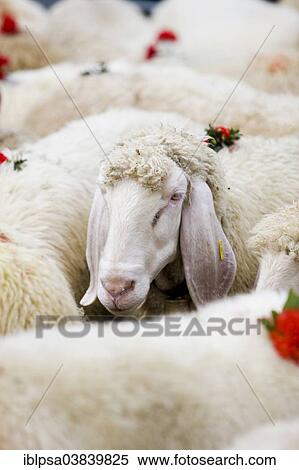 "Tyrolean Mountain Sheep (Ovis orientalis aries), decorated with flowers, Almabtrieb cattle drive, Soll, North Tyrol, Austria, Europe" View Large Photo Image Stock Photography - "Tyrolean Mountain Sheep (Ovis orientalis aries), decorated with flowers, Almabtrieb cattle drive, Soll, North Tyrol, Austria, Europe". Fotosearch