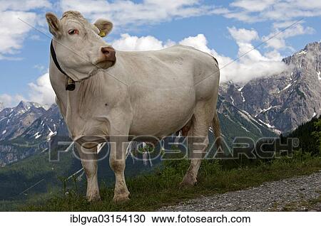 "Tyrolese Grey Cattle, dual purpose breed for milk production and meat production, on a mountain pasture in front of the Zugspitze massif, bei Ehrwald, Tyrol, Austria, Europe" View Large Photo Image Stock Image - "Tyrolese Grey Cattle, dual purpose breed for milk production and meat production, on a mountain pasture in front of the Zugspitze massif, bei Ehrwald, Tyrol, Austria, Europe". Fotosearch