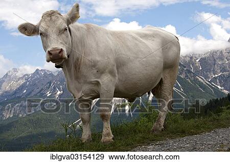 "Tyrolese Grey Cattle, dual purpose breed for milk production and meat production, on a mountain pasture in front of the Zugspitze massif, bei Ehrwald, Tyrol, Austria, Europe" View Large Photo Image Stock Photo - "Tyrolese Grey Cattle, dual purpose breed for milk production and meat production, on a mountain pasture in front of the Zugspitze massif, bei Ehrwald, Tyrol, Austria, Europe". Fotosearch