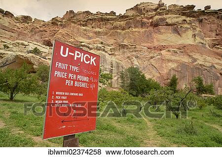 "U-Pick orchard, Fruita, Capitol Reef National Park, Utah, Southwestern USA" View Large Photo Image Stock Photo - "U-Pick orchard, Fruita, Capitol Reef National Park, Utah, Southwestern USA". Fotosearch