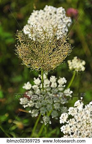 "Umbel of a Wild carrot (Daucus carota subsp. carota), a blossom at the back, Schnaittach, Middle Franconia, Bavaria, Germany, Europe" View Large Photo Image Stock Photography - "Umbel of a Wild carrot (Daucus carota subsp. carota), a blossom at the back, Schnaittach, Middle Franconia, Bavaria, Germany, Europe". Fotosearch