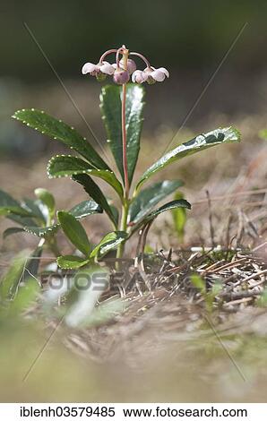 "Umbellate Wintergreen, Pipsissewa or Prince's Pine (Chimaphila umbellata), Nida, Curonian Spit, KlaipÄ—da County, Lithuania, Europe" View Large Photo Image Stock Photography - "Umbellate Wintergreen, Pipsissewa or Prince's Pine (Chimaphila umbellata), Nida, Curonian Spit, KlaipÄ—da County, Lithuania, Europe". Fotosearch