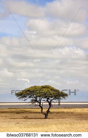 "Umbrella Thorn Acacia (Acacia tortilis), Etosha National Park, Halali, Namibia, Africa" View Large Photo Image Stock Image - "Umbrella Thorn Acacia (Acacia tortilis), Etosha National Park, Halali, Namibia, Africa". Fotosearch