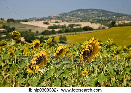 "Umbrian landscape with sunflowers, Umbria, Italy, Europe" View Large Photo Image Stock Photo - "Umbrian landscape with sunflowers, Umbria, Italy, Europe". Fotosearch