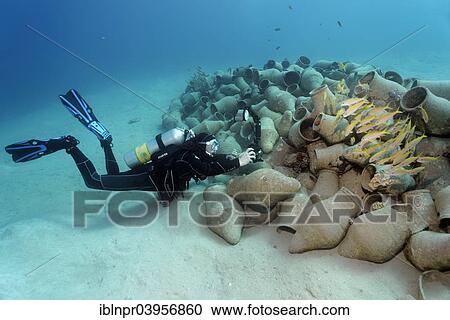 "Underwater photographer photographing school of fish on amphora, Red Sea, Makadi Bay, Hurghada, Egypt, Africa" View Large Photo Image Stock Image - "Underwater photographer photographing school of fish on amphora, Red Sea, Makadi Bay, Hurghada, Egypt, Africa". Fotosearch