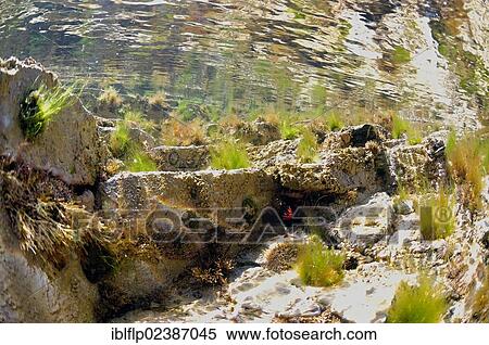 "Underwater view of rockpool, Harlyn Bay, Cornwall, England, United Kingdom, Europe" View Large Photo Image Stock Photography - "Underwater view of rockpool, Harlyn Bay, Cornwall, England, United Kingdom, Europe". Fotosearch