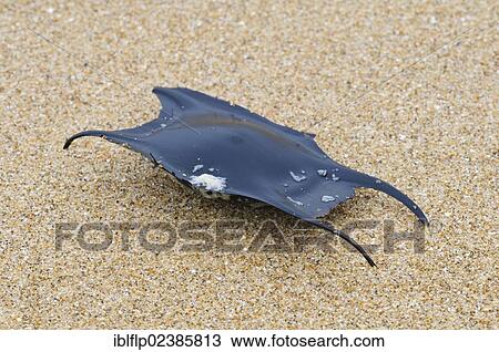 "Undulate Ray (Raja undulata), 'Mermaid's Purse' eggcase, washed up on beach, Joss Bay, Kent, England, United Kingdom, Europe" View Large Photo Image Stock Image - "Undulate Ray (Raja undulata), 'Mermaid's Purse' eggcase, washed up on beach, Joss Bay, Kent, England, United Kingdom, Europe". Fotosearch