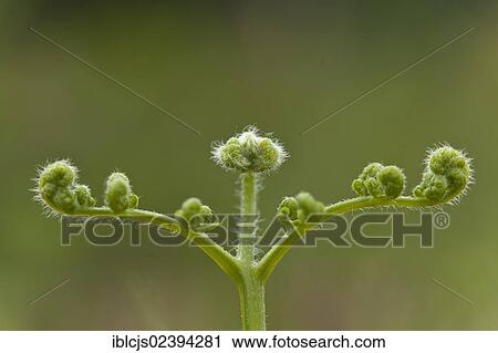 "Unfolding fern frond, Wahner Heide nature reserve, North Rhine-Westphalia, Germany, Europe" View Large Photo Image Stock Image - "Unfolding fern frond, Wahner Heide nature reserve, North Rhine-Westphalia, Germany, Europe". Fotosearch