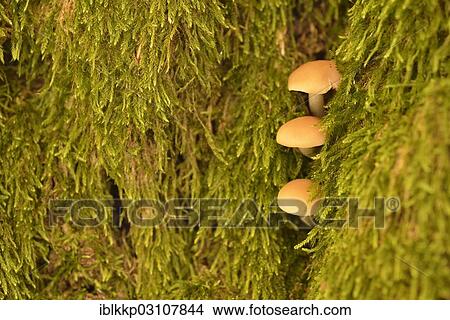 "Unidentified fungi growing out of a wooden crack amidst moss, Saxony-Anhalt, Germany, Europe" View Large Photo Image Picture - "Unidentified fungi growing out of a wooden crack amidst moss, Saxony-Anhalt, Germany, Europe". Fotosearch