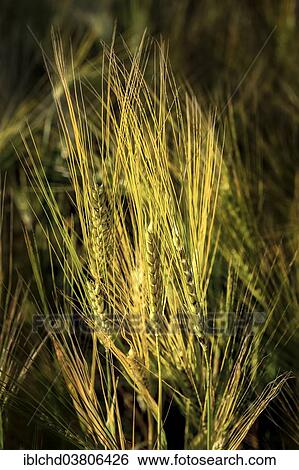 Stock Photograph - Unripe ears of Wheat (Triticum sp. ) in the morning light. Fotosearch