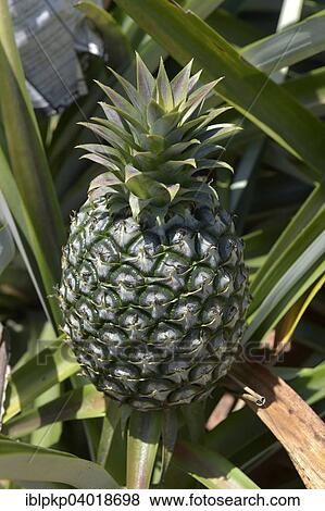 "Unripe pineapple on a plantation, Hua Hin, Thailand, Asia" View Large Photo Image Stock Photo - "Unripe pineapple on a plantation, Hua Hin, Thailand, Asia". Fotosearch