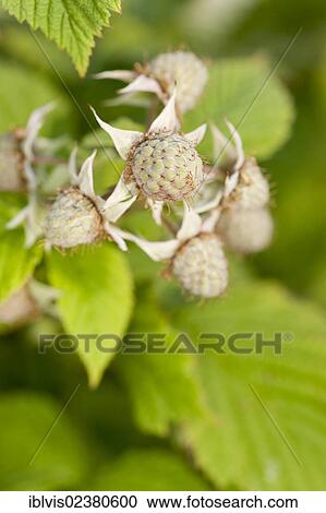 Unripe Raspberries (Rubus sp. ) View Large Photo Image Stock Image - Unripe Raspberries (Rubus sp. ). Fotosearch