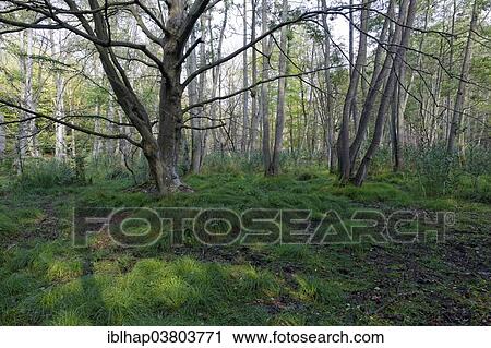 "Unspoilt Darsswald forest, Darss, Western Pomerania Lagoon Area National Park, Mecklenburg-Vorpommern, Germany, Europe" View Large Photo Image Stock Image - "Unspoilt Darsswald forest, Darss, Western Pomerania Lagoon Area National Park, Mecklenburg-Vorpommern, Germany, Europe". Fotosearch