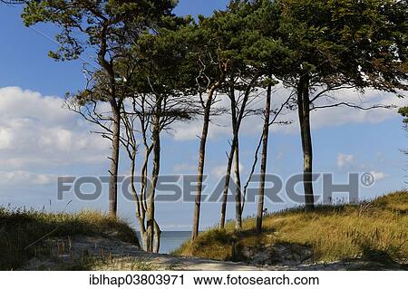 Stock Image - "Unspoilt Darsswald forest, Darss, Western Pomerania Lagoon Area National Park, Mecklenburg-Vorpommern, Germany, Europe". Fotosearch