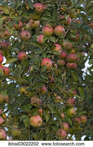 Stock Image - "Unsprayed red apples with worms in an apple tree, Fischerhauser, Ismaning, Upper Bavaria, Bavaria, Germany, Europe". Fotosearch