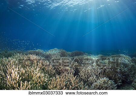 "Untouched, intact coral reef with Table Coral, Elkhorn Coral or Staghorn Coral (Acropora), Busuanga, Great Barrier Reef, Philippines, Asia" View Large Photo Image Stock Image - "Untouched, intact coral reef with Table Coral, Elkhorn Coral or Staghorn Coral (Acropora), Busuanga, Great Barrier Reef, Philippines, Asia". Fotosearch