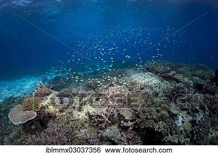 "Untouched, intact coral reef with Table Coral, Elkhorn Coral or Staghorn Coral (Acropora) and Blue Green Reef Chromis (Chromis viridis), Busuanga, Great Barrier Reef, Philippines, Asia" View Large Photo Image Stock Photograph - "Untouched, intact coral reef with Table Coral, Elkhorn Coral or Staghorn Coral (Acropora) and Blue Green Reef Chromis (Chromis viridis), Busuanga, Great Barrier Reef, Philippines, Asia". Fotosearch