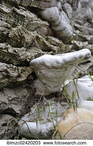 Unusual growth in Tinder Fungus (Fomes fomentarius) through geotropism, here on a poplar trunk (Populus), Othenstorf, Mecklenburg-Western Pomerania, Germany, Europe View Large Photo Image Stock Image - Unusual growth in Tinder Fungus (Fomes fomentarius) through geotropism, here on a poplar trunk (Populus), Othenstorf, Mecklenburg-Western Pomerania, Germany, Europe. Fotosearch