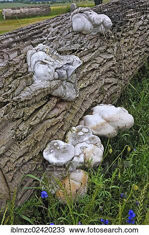 Unusual growth in Tinder Fungus (Fomes fomentarius) through geotropism, here on a poplar trunk (Populus), Othenstorf, Mecklenburg-Western Pomerania, Germany, Europe View Large Photo Image Stock Image - Unusual growth in Tinder Fungus (Fomes fomentarius) through geotropism, here on a poplar trunk (Populus), Othenstorf, Mecklenburg-Western Pomerania, Germany, Europe. Fotosearch