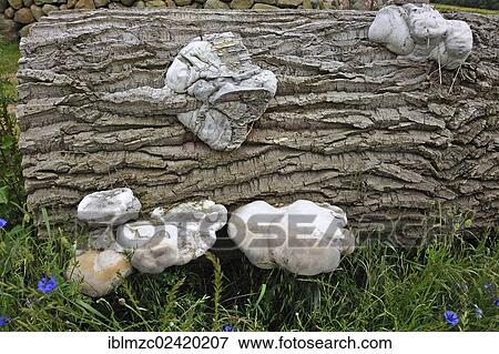 Unusual growth in Tinder Fungus (Fomes fomentarius) through geotropism, here on a poplar trunk (Populus), Othenstorf, Mecklenburg-Western Pomerania, Germany, Europe View Large Photo Image Stock Photo - Unusual growth in Tinder Fungus (Fomes fomentarius) through geotropism, here on a poplar trunk (Populus), Othenstorf, Mecklenburg-Western Pomerania, Germany, Europe. Fotosearch