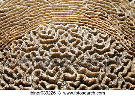 "Unusual pattern of a Lesser Valley Coral, (Platygyra lamellina), stony coral, Sabang Beach, Puerto Galera, Mindoro, Philippines, Asia" View Large Photo Image Stock Image - "Unusual pattern of a Lesser Valley Coral, (Platygyra lamellina), stony coral, Sabang Beach, Puerto Galera, Mindoro, Philippines, Asia". Fotosearch
