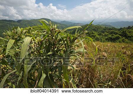 Stock Image - "Upland rice cultivation in the mountains in northern Laos, Phongsali Province, Laos, Asia". Fotosearch