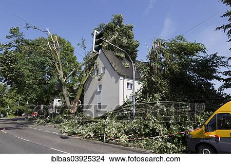 "Uprooted trees have damaged a house, storm damage from 9 June 2014, Mulheim an der Ruhr, Ruhr Area, North Rhine-Westphalia, Germany, Europe" View Large Photo Image Picture - "Uprooted trees have damaged a house, storm damage from 9 June 2014, Mulheim an der Ruhr, Ruhr Area, North Rhine-Westphalia, Germany, Europe". Fotosearch