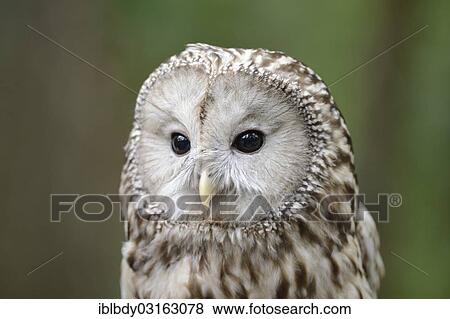 "Ural Owl (Strix uralensis), portrait, Germany, Europe" View Large Photo Image Stock Photo - "Ural Owl (Strix uralensis), portrait, Germany, Europe". Fotosearch