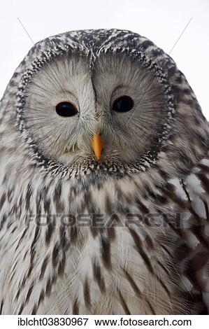 "Ural Owl (Strix uralensis), portrait, captive, Germany, Europe" View Large Photo Image Stock Photo - "Ural Owl (Strix uralensis), portrait, captive, Germany, Europe". Fotosearch