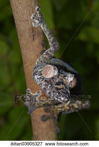 "Uroplatus giganteus leaf-tailed gecko, Marojejy National Park, Madagascar, Africa" View Large Photo Image Stock Photo - "Uroplatus giganteus leaf-tailed gecko, Marojejy National Park, Madagascar, Africa". Fotosearch