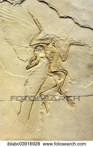 "Urvogel or First bird (Archaeopteryx siemensii), Paleontological Museum, Munich, Bavaria, Germany, Europe" View Large Photo Image Stock Photo - "Urvogel or First bird (Archaeopteryx siemensii), Paleontological Museum, Munich, Bavaria, Germany, Europe". Fotosearch