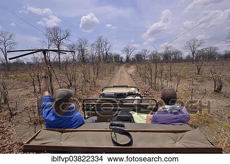 "Using telemetry devices to track big cats, Nsefu Sector, South Luangwa National Park, Zambia, Africa" View Large Photo Image Picture - "Using telemetry devices to track big cats, Nsefu Sector, South Luangwa National Park, Zambia, Africa". Fotosearch